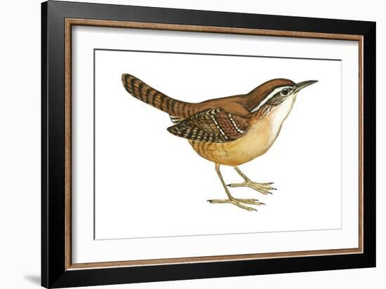 Carolina Wren (Thryothorus Ludovicianus), Birds-Encyclopaedia Britannica-Framed Art Print