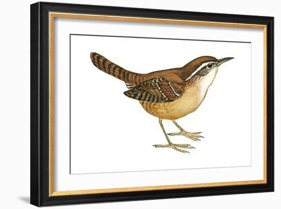 Carolina Wren (Thryothorus Ludovicianus), Birds-Encyclopaedia Britannica-Framed Art Print