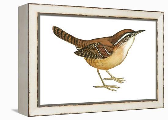 Carolina Wren (Thryothorus Ludovicianus), Birds-Encyclopaedia Britannica-Framed Stretched Canvas