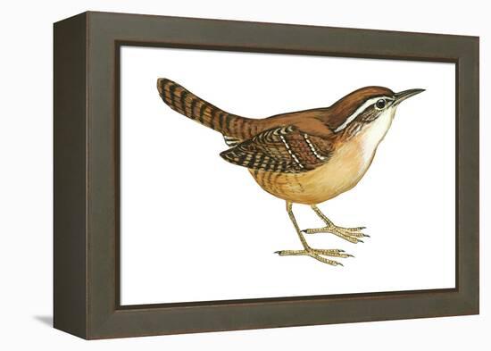 Carolina Wren (Thryothorus Ludovicianus), Birds-Encyclopaedia Britannica-Framed Stretched Canvas