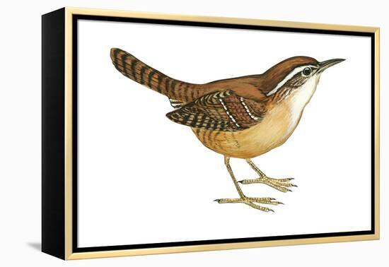 Carolina Wren (Thryothorus Ludovicianus), Birds-Encyclopaedia Britannica-Framed Stretched Canvas