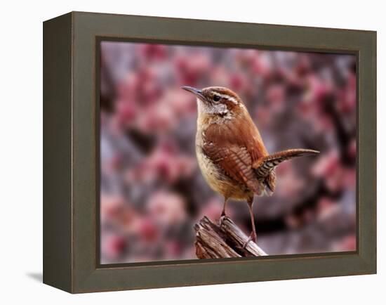 Carolina Wren-Adam Jones-Framed Premier Image Canvas