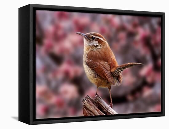 Carolina Wren-Adam Jones-Framed Premier Image Canvas