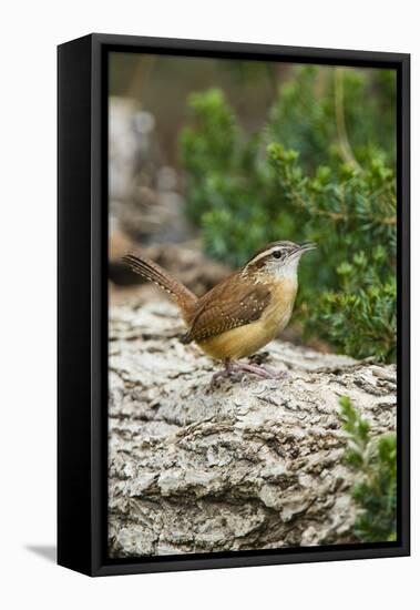 Carolina Wren-Gary Carter-Framed Premier Image Canvas