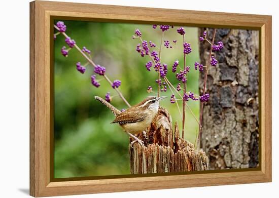 Carolina Wren-Gary Carter-Framed Premier Image Canvas