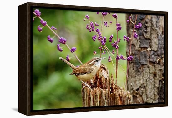 Carolina Wren-Gary Carter-Framed Premier Image Canvas