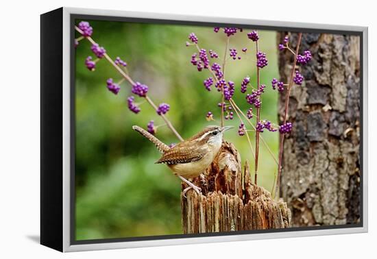 Carolina Wren-Gary Carter-Framed Premier Image Canvas