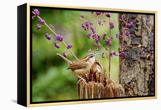 Carolina Wren-Gary Carter-Framed Premier Image Canvas