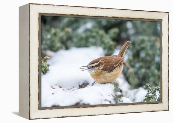 Carolina Wren-Gary Carter-Framed Premier Image Canvas