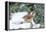 Carolina Wren-Gary Carter-Framed Premier Image Canvas