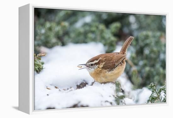 Carolina Wren-Gary Carter-Framed Premier Image Canvas