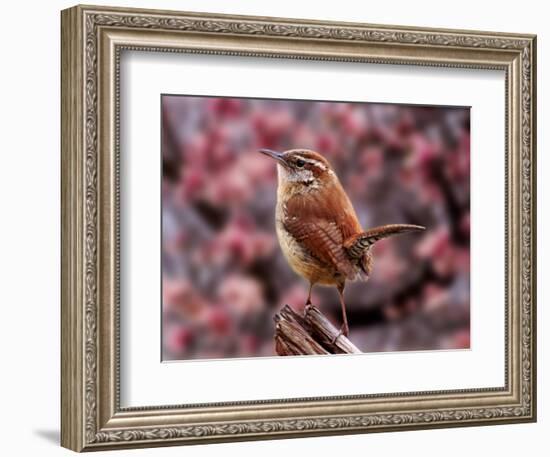 Carolina Wren-Adam Jones-Framed Photographic Print