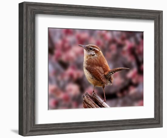 Carolina Wren-Adam Jones-Framed Photographic Print