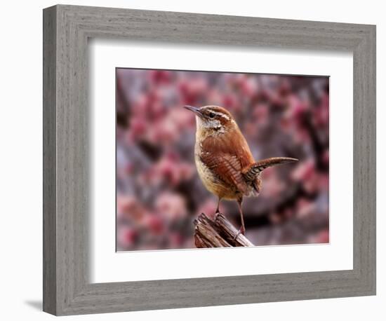 Carolina Wren-Adam Jones-Framed Photographic Print