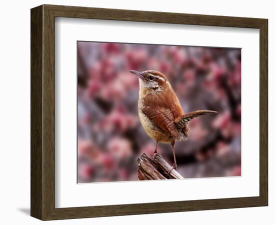 Carolina Wren-Adam Jones-Framed Photographic Print