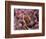 Carolina Wren-Adam Jones-Framed Photographic Print