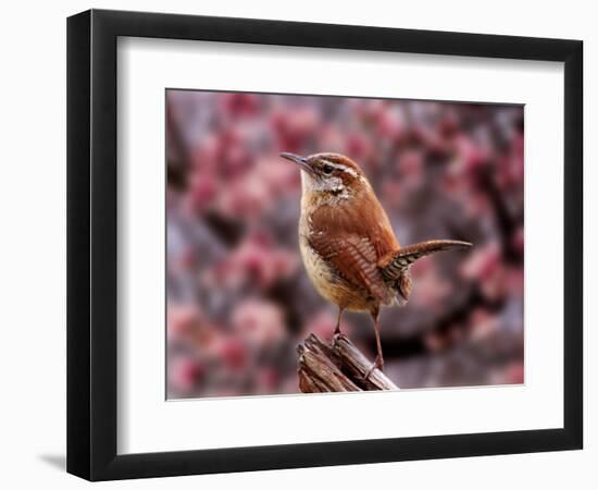 Carolina Wren-Adam Jones-Framed Photographic Print