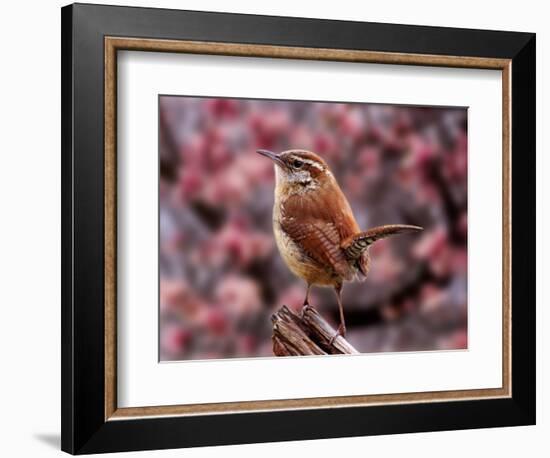 Carolina Wren-Adam Jones-Framed Photographic Print