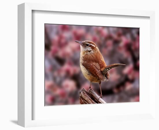 Carolina Wren-Adam Jones-Framed Photographic Print