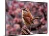 Carolina Wren-Adam Jones-Mounted Photographic Print