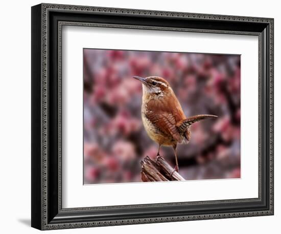 Carolina Wren-Adam Jones-Framed Photographic Print