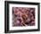 Carolina Wren-Adam Jones-Framed Photographic Print