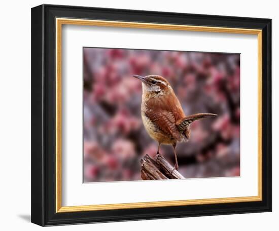 Carolina Wren-Adam Jones-Framed Photographic Print