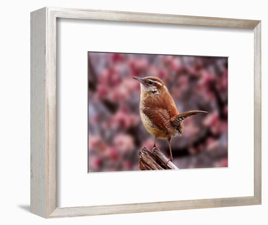 Carolina Wren-Adam Jones-Framed Photographic Print