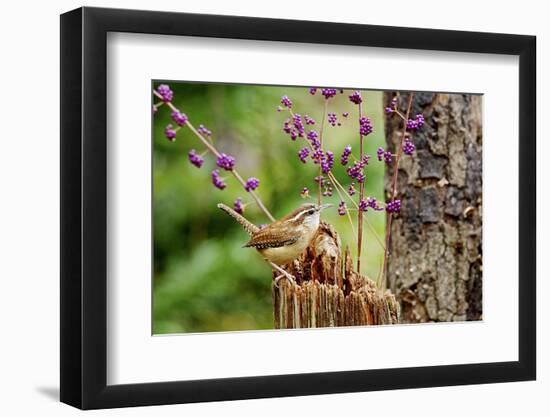 Carolina Wren-Gary Carter-Framed Photographic Print