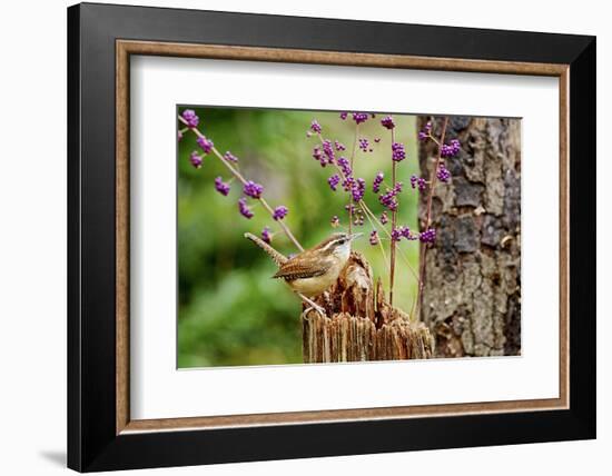 Carolina Wren-Gary Carter-Framed Photographic Print