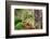 Carolina Wren-Gary Carter-Framed Photographic Print