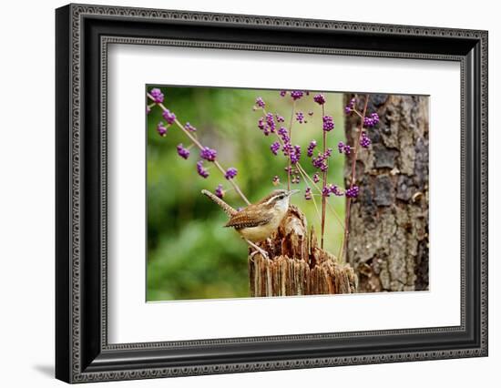 Carolina Wren-Gary Carter-Framed Photographic Print