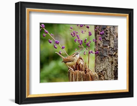 Carolina Wren-Gary Carter-Framed Photographic Print