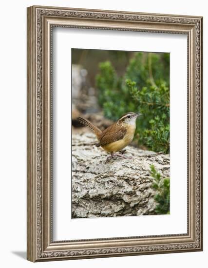 Carolina Wren-Gary Carter-Framed Photographic Print