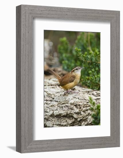 Carolina Wren-Gary Carter-Framed Photographic Print