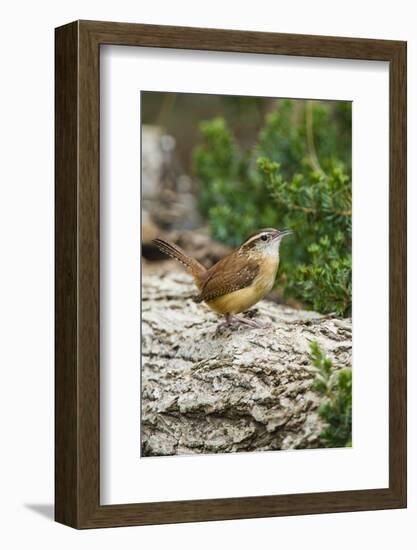 Carolina Wren-Gary Carter-Framed Photographic Print