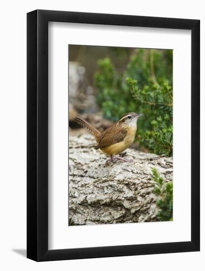 Carolina Wren-Gary Carter-Framed Photographic Print