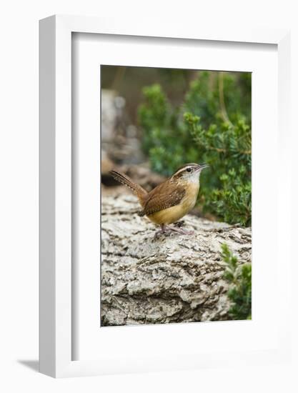 Carolina Wren-Gary Carter-Framed Photographic Print