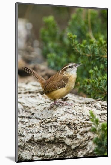 Carolina Wren-Gary Carter-Mounted Photographic Print