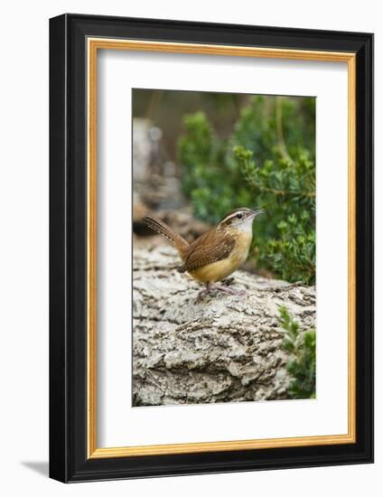 Carolina Wren-Gary Carter-Framed Photographic Print