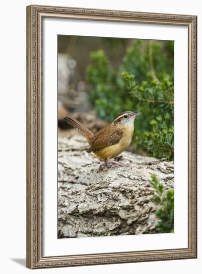 Carolina Wren-Gary Carter-Framed Photographic Print