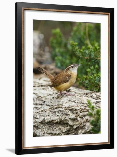 Carolina Wren-Gary Carter-Framed Photographic Print