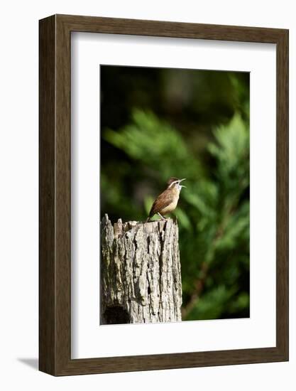 Carolina Wren-Gary Carter-Framed Photographic Print