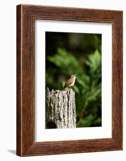 Carolina Wren-Gary Carter-Framed Photographic Print