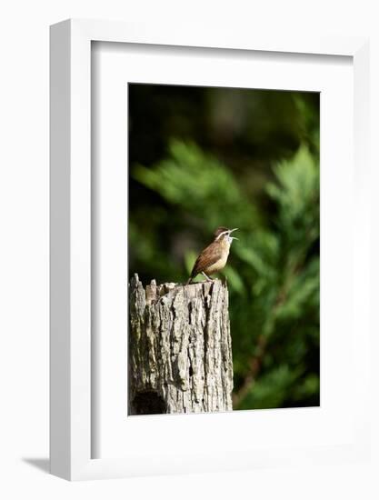 Carolina Wren-Gary Carter-Framed Photographic Print