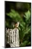 Carolina Wren-Gary Carter-Mounted Photographic Print