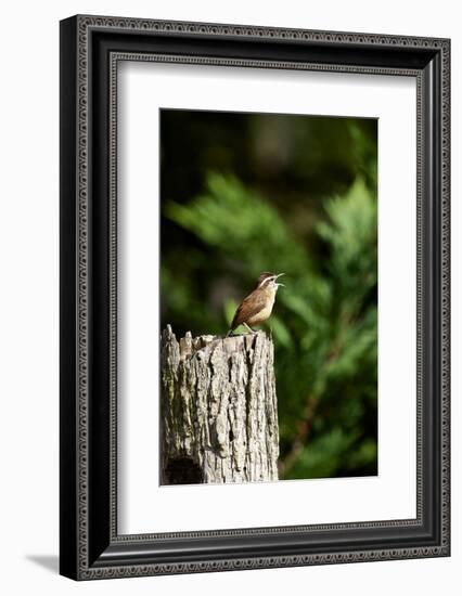 Carolina Wren-Gary Carter-Framed Photographic Print