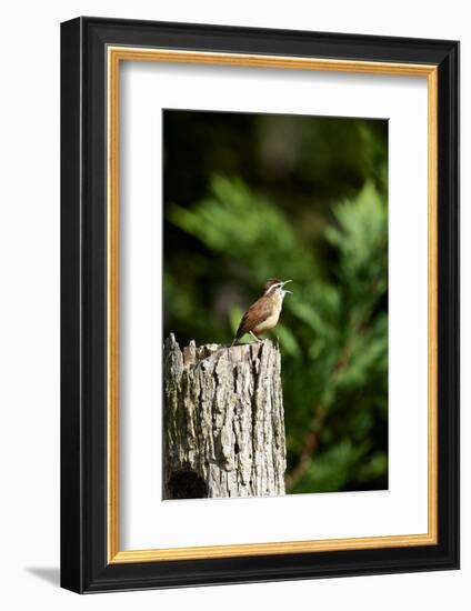 Carolina Wren-Gary Carter-Framed Photographic Print