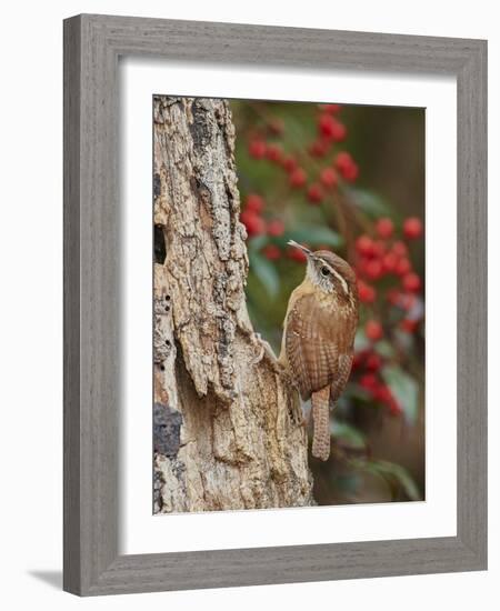 Carolina Wren-Gary Carter-Framed Photographic Print