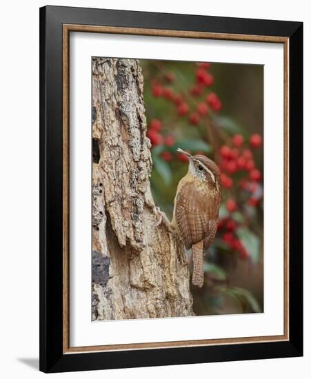 Carolina Wren-Gary Carter-Framed Photographic Print